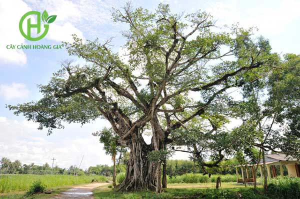 CÂY ĐA TRƠN